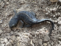 Ichthyosaura alpestris