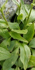 Doronicum clusii