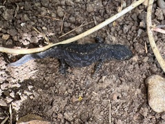 Ichthyosaura alpestris