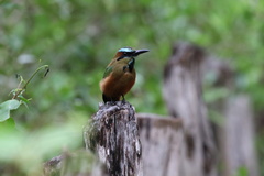 Eumomota superciliosa