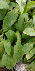 Doronicum clusii