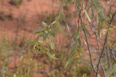 Santalum acuminatum