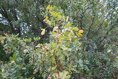 Caragana arborescens