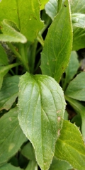 Doronicum clusii