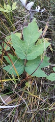 Heracleum dissectum