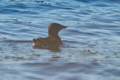 Cerorhinca monocerata