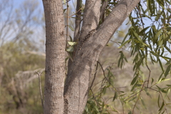 Santalum acuminatum
