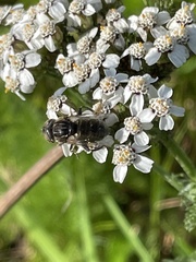 Eristalinus