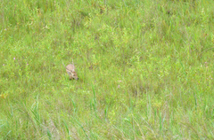 Axis porcinus porcinus