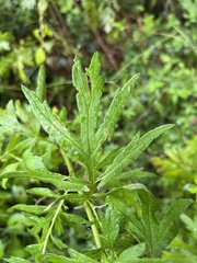 Artemisia indica