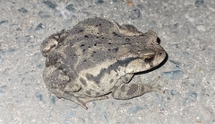 Bufo sachalinensis