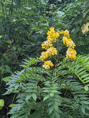Senna spectabilis