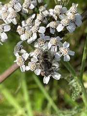 Eristalinus