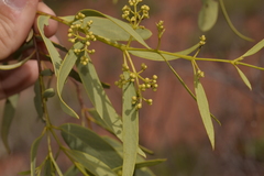 Santalum acuminatum