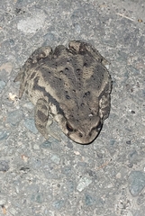Bufo sachalinensis