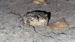 Bufo sachalinensis