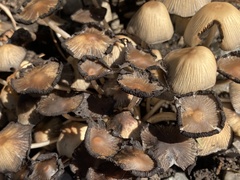 Coprinellus micaceus