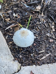 Chlorophyllum molybdites