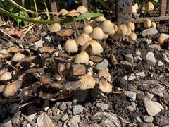 Coprinellus micaceus