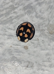 Aiolocaria hexaspilota