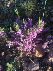 Erica mauritanica