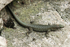 Archaeolacerta bedriagae