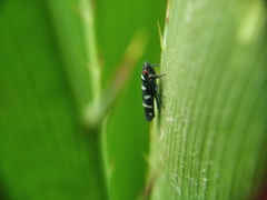 Balacha melanocephala