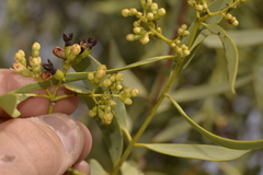 Santalum acuminatum