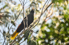 Psarocolius decumanus