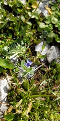 Veronica alpina