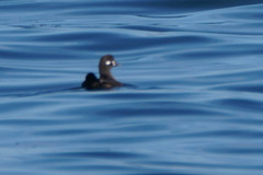 Histrionicus histrionicus