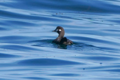 Histrionicus histrionicus