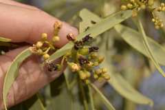 Santalum acuminatum