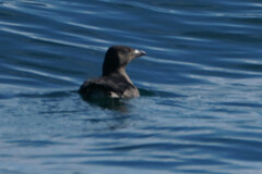 Cerorhinca monocerata