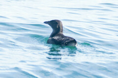 Cerorhinca monocerata