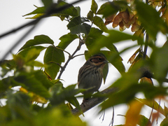 Emberiza pusilla