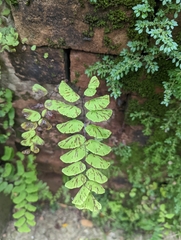 Adiantum philippense