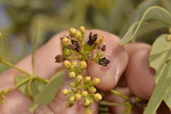 Santalum acuminatum