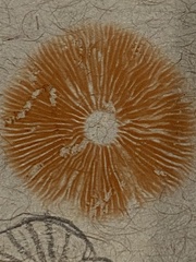 Pluteus chrysophlebius