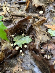 Marasmius capillaris