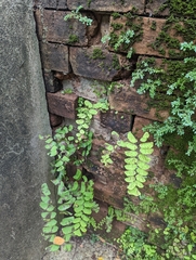 Adiantum philippense