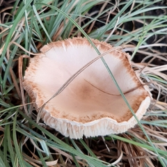 Fungi