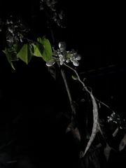 Cercis chinensis