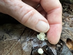 Marasmius capillaris