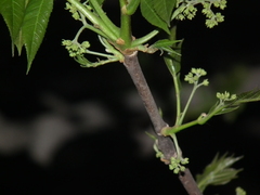 Picrasma quassioides