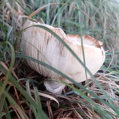 Fungi