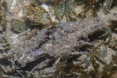 Rhinolambrus pelagicus image