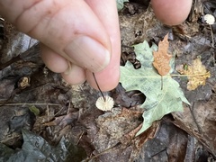 Marasmius capillaris