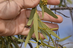 Santalum acuminatum