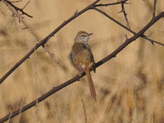 Prinia flavicans